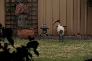 BLACK-HEADED-IBIS (2)